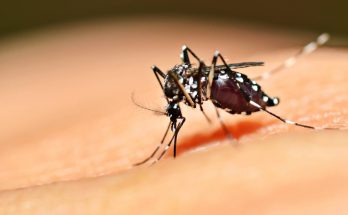Комары в Таиланде и как с ними бороться