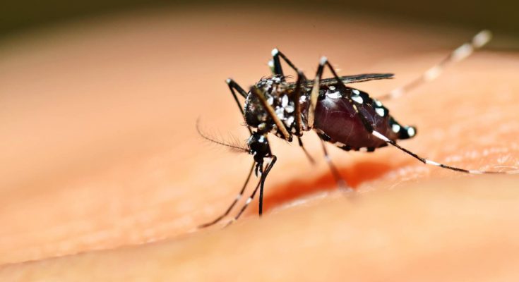 Комары в Таиланде и как с ними бороться