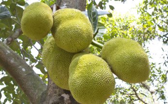 Джекфрут — экзотический тайский фрукт