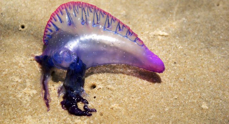 Опасные медузы Таиланда