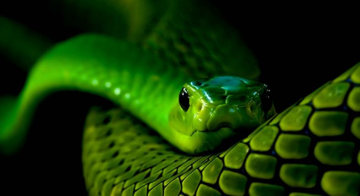 Ядовитые змеи Таиланда