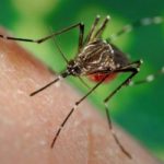 Комары в Тайланде и как с ними бороться
