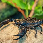 Скорпионы в Тайланде. Как обезопасить себя и детей?