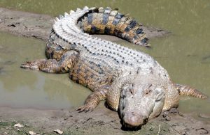 grebnistyj-krokodil